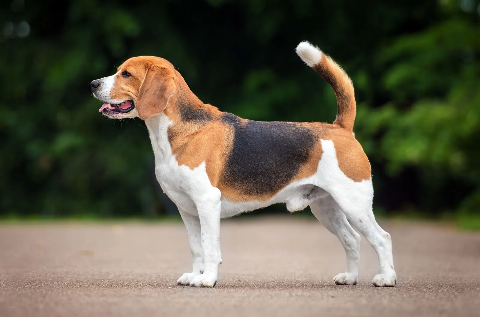 Beagle dog